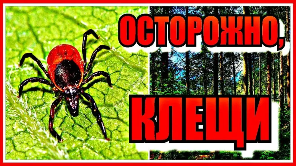 Осторожно! Клещи!